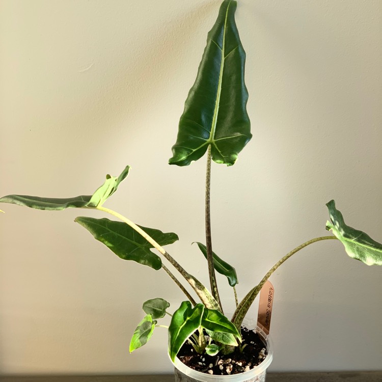 plant image 1335285