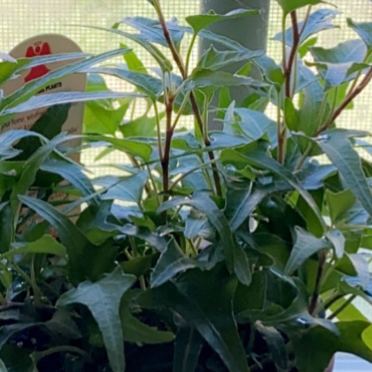 Plant image Hedera helix 'Starling'