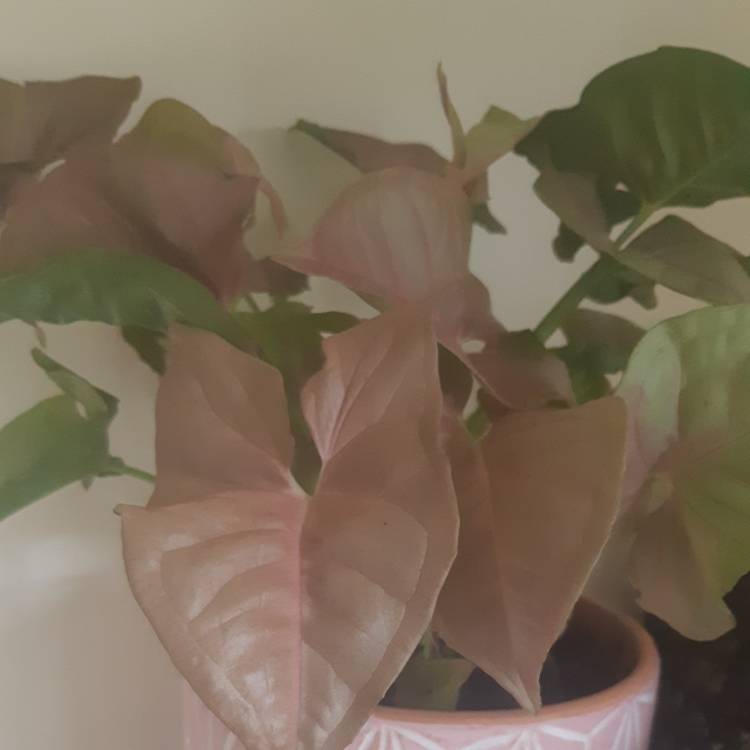 Plant image Syngonium podophyllum 'Neon'