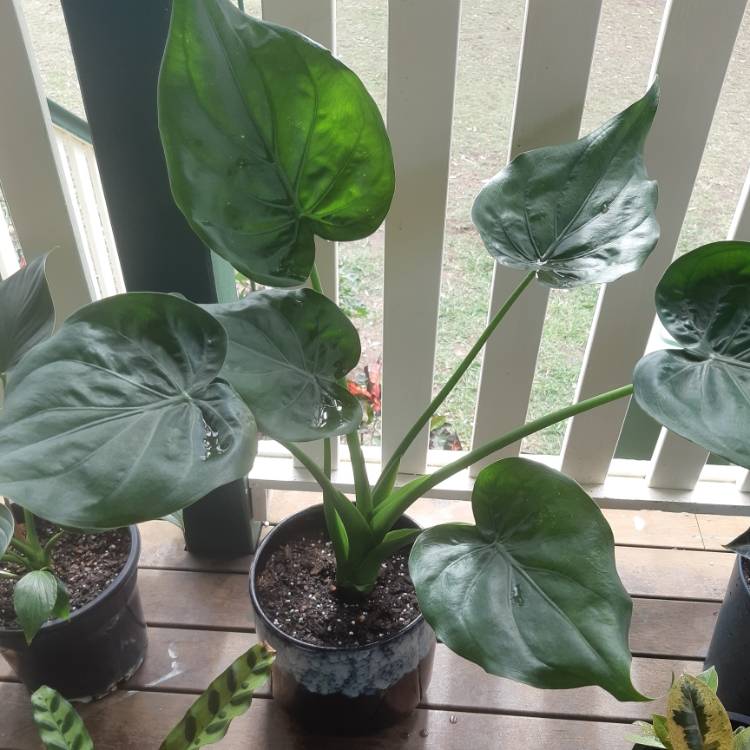 Plant image Alocasia 'Silver Dragon'