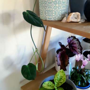 Philodendron micans