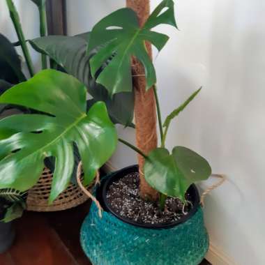 Monstera deliciosa