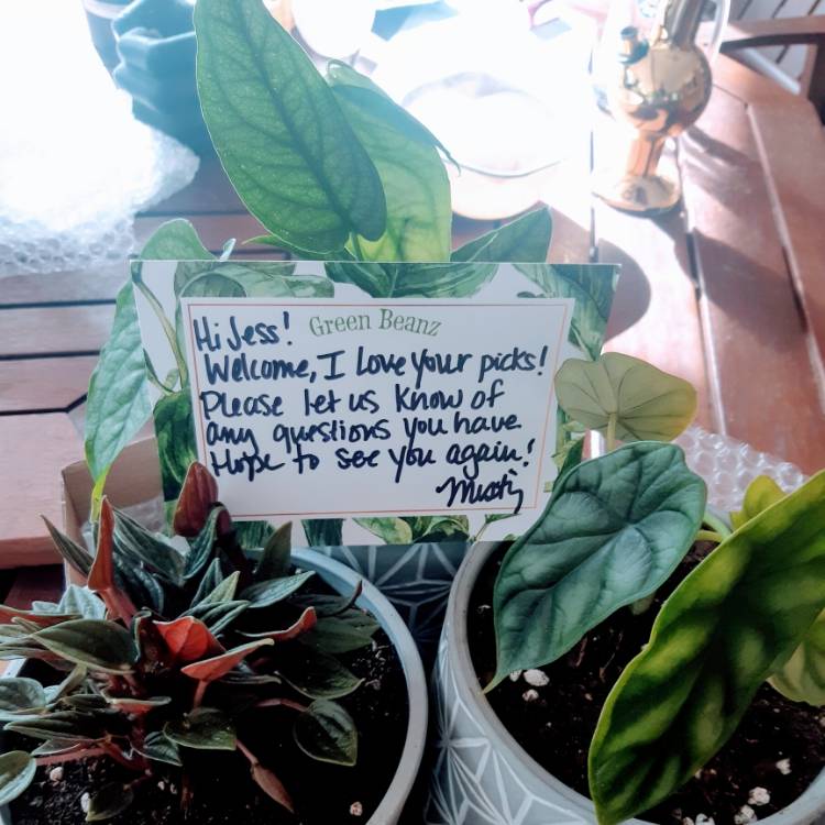 Plant image Alocasia baginda 'Dragon Scale'