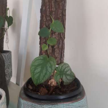 Shingle Plant