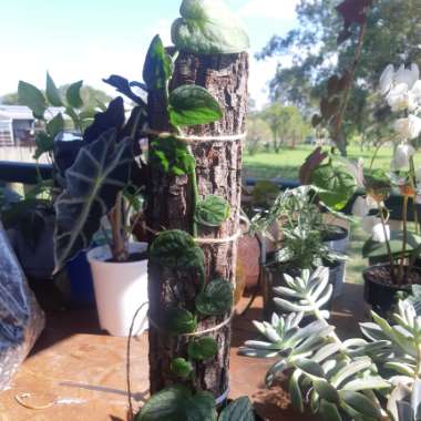 Shingle Plant