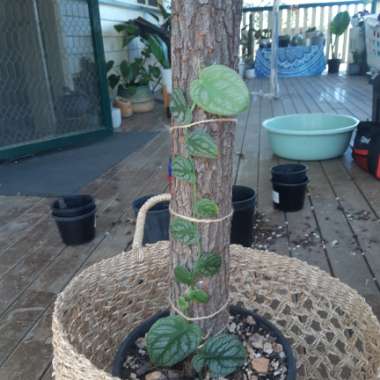 Shingle Plant