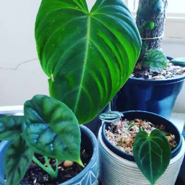 Elephant Ear 'Dragon Scale'