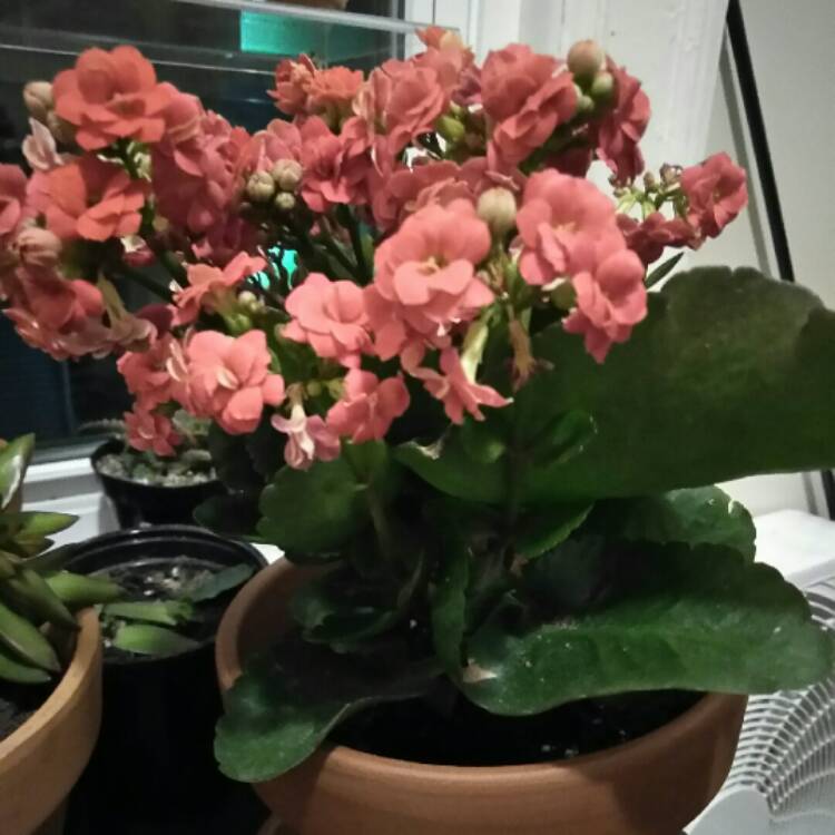 plant image 853843 plant image 853843