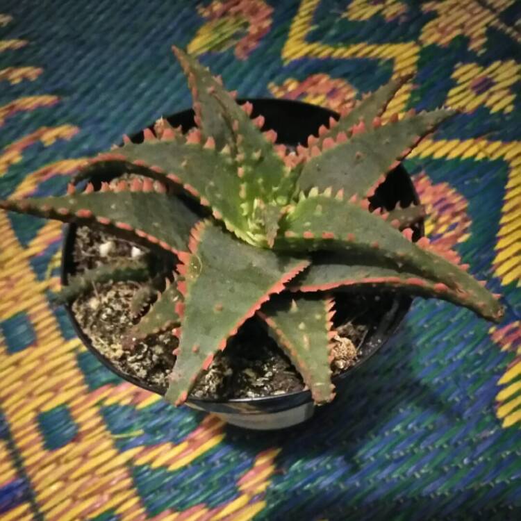 Plant image Aloe 'Christmas Sleigh'