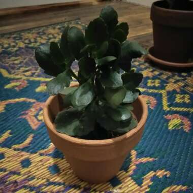 Kalanchoe 'Blossfeldiana'