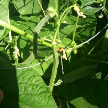Runner Bean