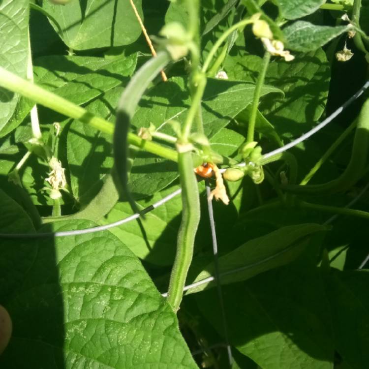 plant image 802423