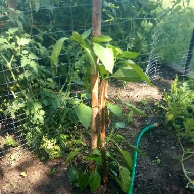 Sweet Pepper
