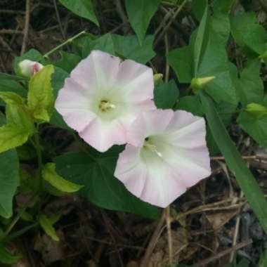 Morning Glory