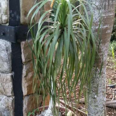 Beaucarnea recurvata