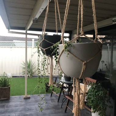 Jessica's garden