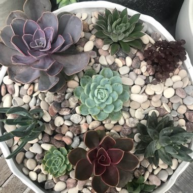 Jessica's garden