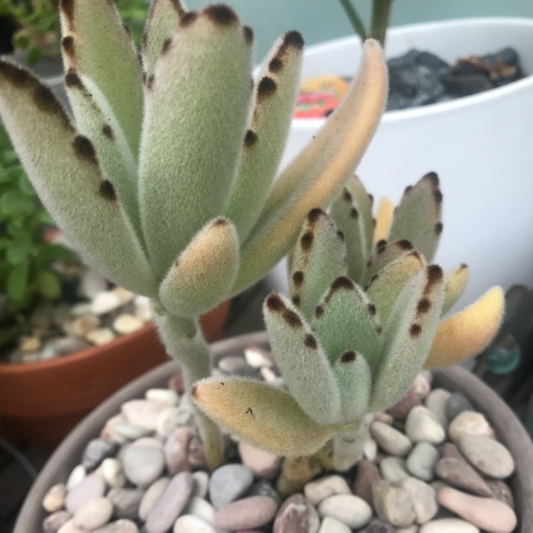 Plant image Kalanchoe Tomentosa Golden Girl