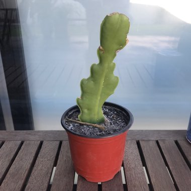 Jessica's garden