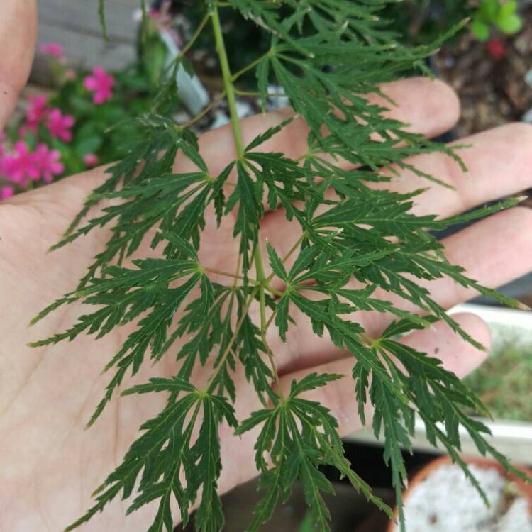Plant image Acer palmatum 'Seiryu' (Dissectum Group) syn. Acer palmatum var. dissectum 'Seiryu'