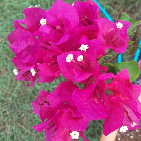 Plant image Bougainvillea x buttiana 'Barbara Karst'
