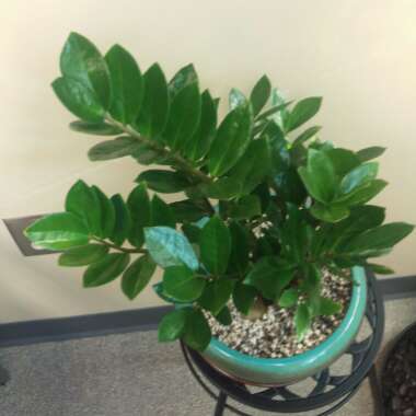 Zamioculcas zamiifolia