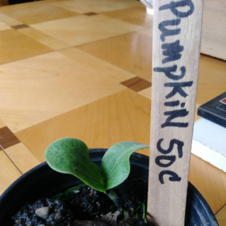 plant image 694993