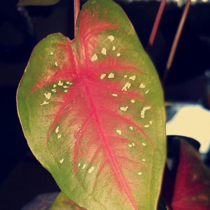 Plant image Caladium hortulanum 'Pink Cloud'