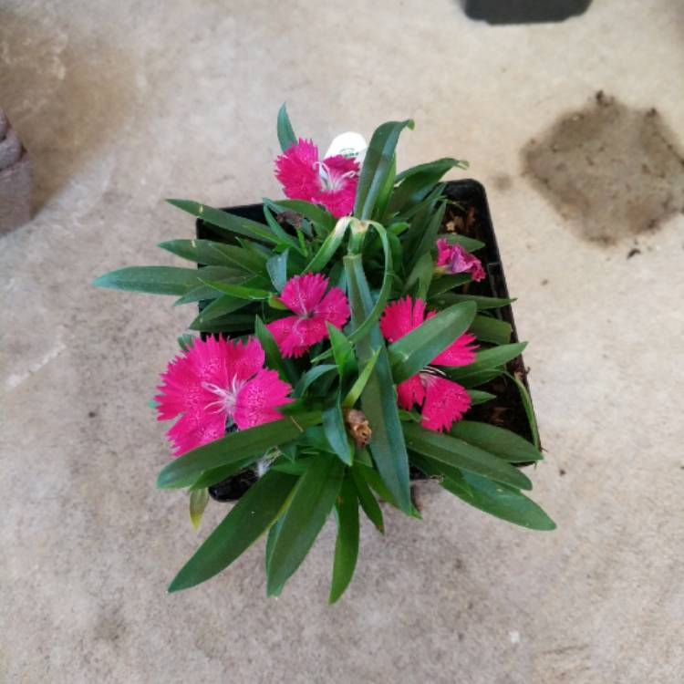 Plant image Dianthus Hybrid 'Starlette'