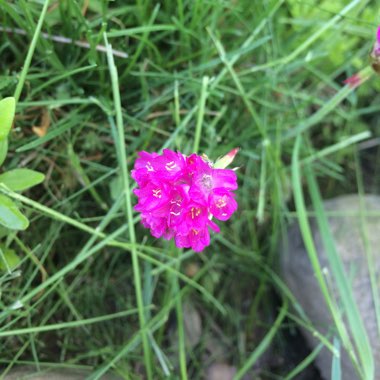 Armeria