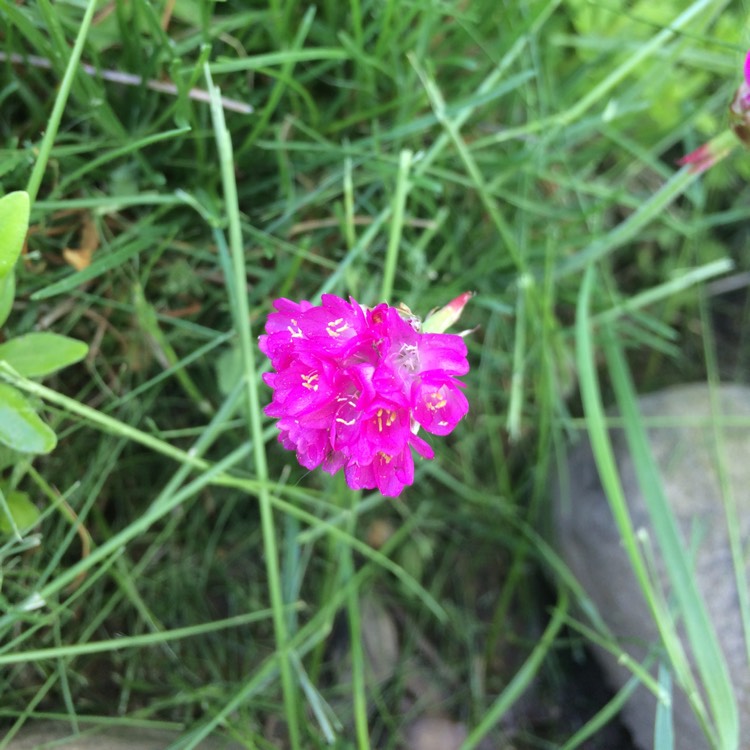 plant image 386270