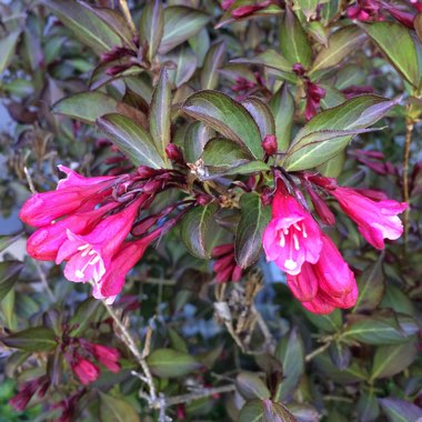 Weigela