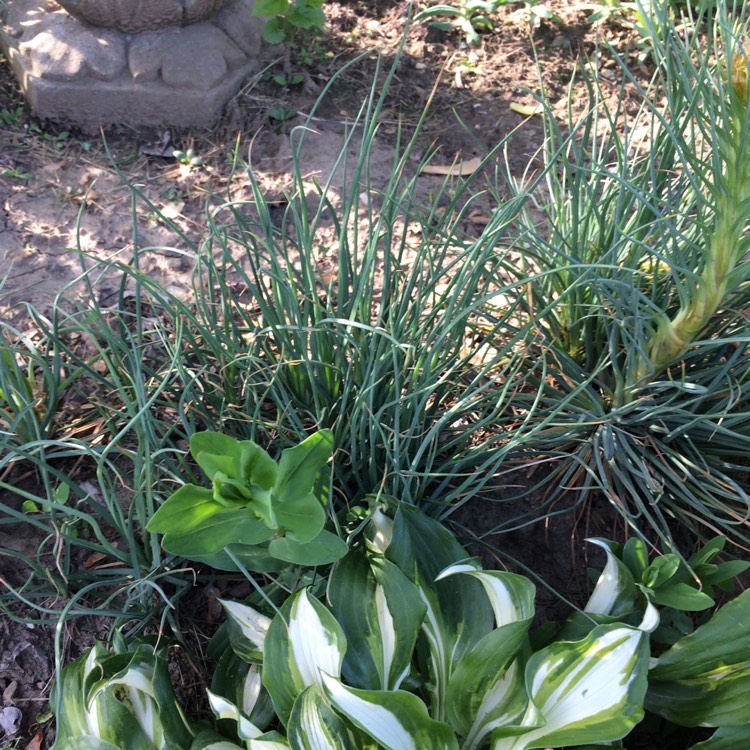 plant image 395299