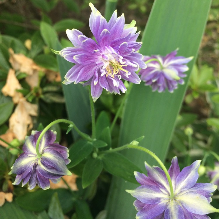 Plant image Aquilegia vulgaris var. stellata 'Barlow Series'
