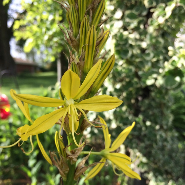 Plant image Asphodeline lutea syn. Asphodeline flava ; Asphodelus luteus