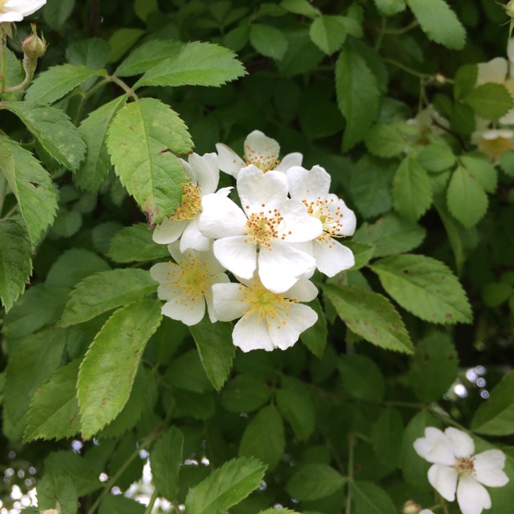 Plant image Rosa laevigata