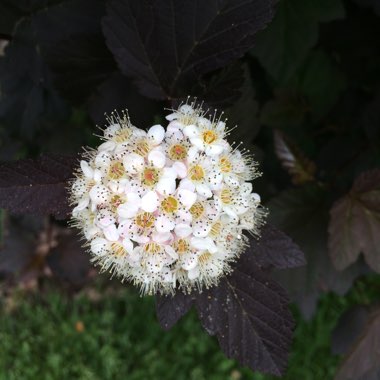 Physocarpus opulifolius
