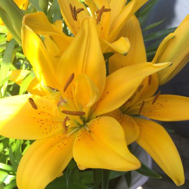 Lilium
