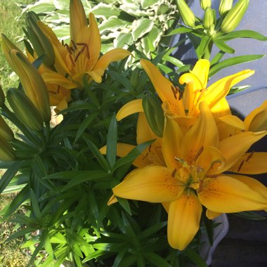 Lilium