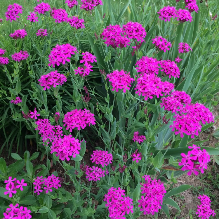 plant image 436767 plant image 436767