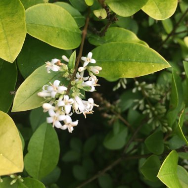 Ligustrum ovalifolium