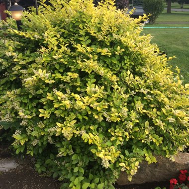 Ligustrum ovalifolium