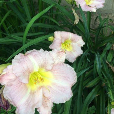 Hemerocallis