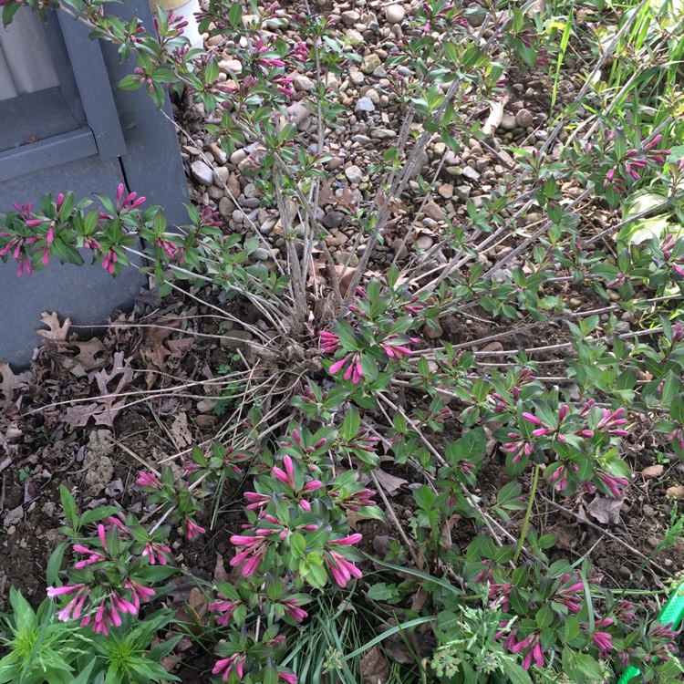 plant image 702168