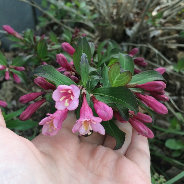 plant image 702169