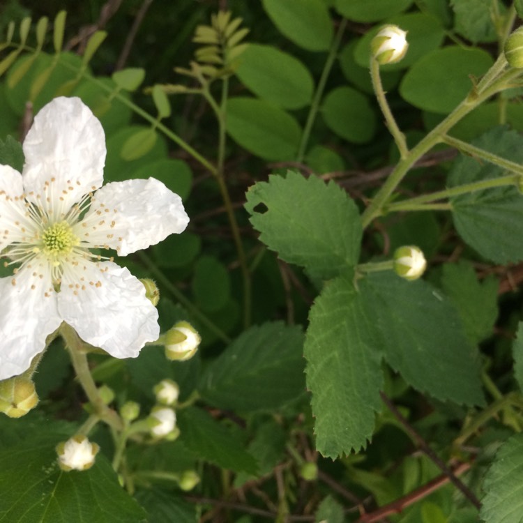 plant image 711388