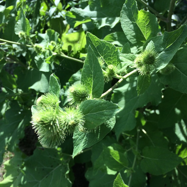 plant image 794298