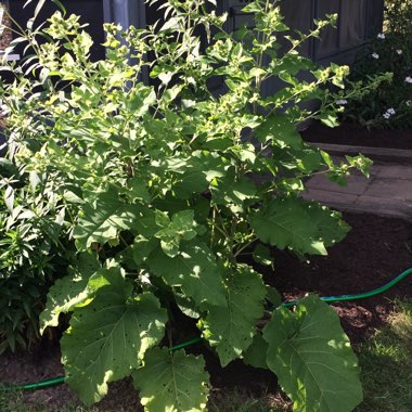 Common Burdock