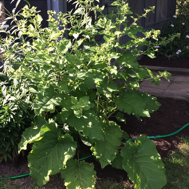 Plant image Arctium minus