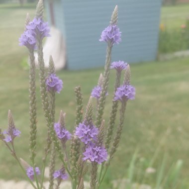 Jessie's garden